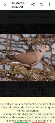 Recherche Tourterelle Rieuse