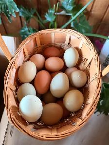 Hatching eggs