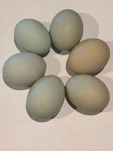 Hatching eggs - Photo 3