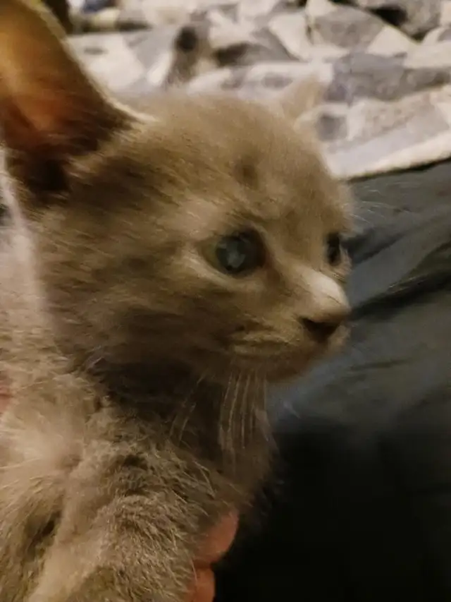 Kitten for sale - Photo 2