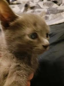 Kitten for sale - Photo 2
