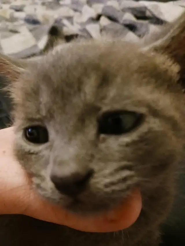 Kitten for sale - Photo 3