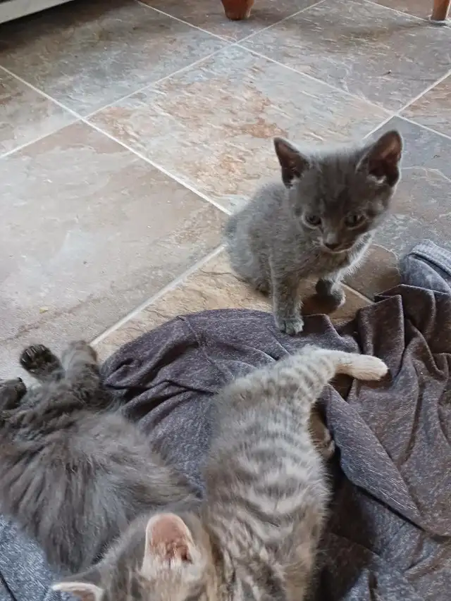 Kitten for sale - Photo 4