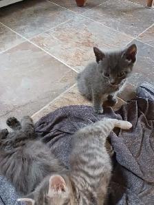 Kitten for sale - Photo 4