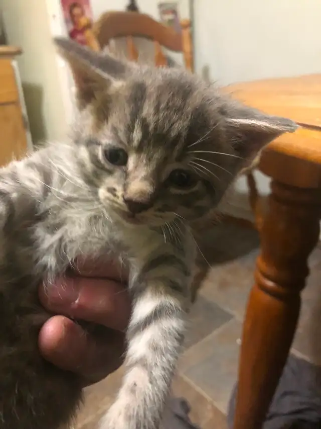 Kitten for sale - Photo 5