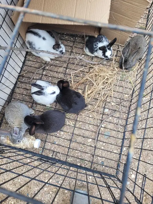 Baby Bunnies