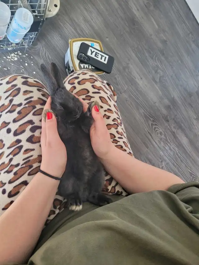 Baby Bunnies - Photo 2