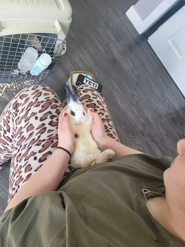 Baby Bunnies - Photo 3