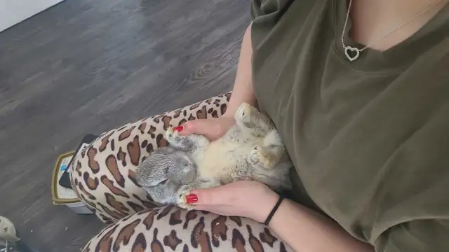 Baby Bunnies - Photo 4