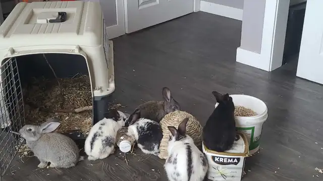 Baby Bunnies - Photo 5