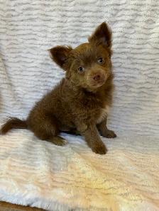 Adorable Male Chihuahua Puppy