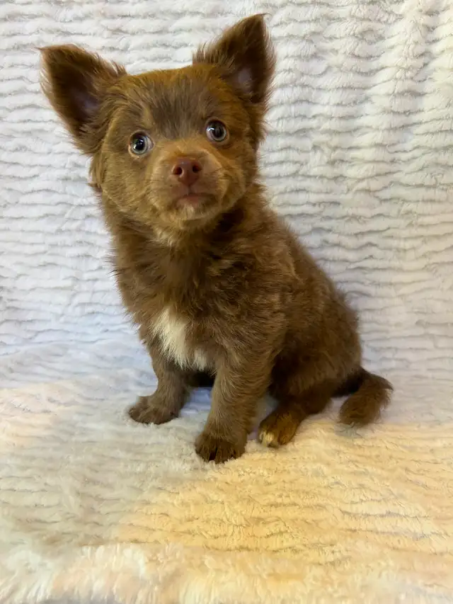 Adorable Male Chihuahua Puppy - Photo 2