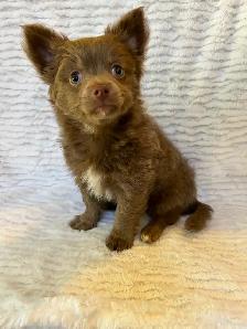 Adorable Male Chihuahua Puppy - Photo 2