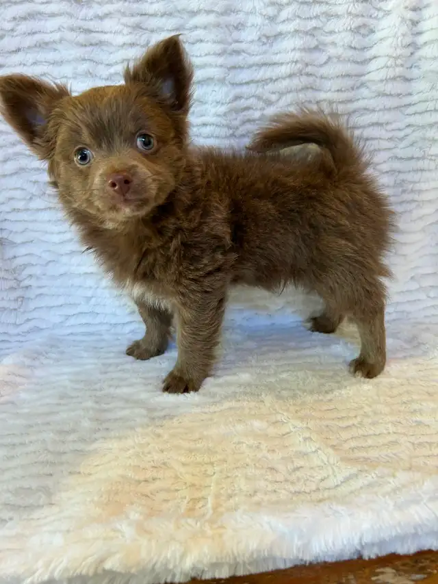 Adorable Male Chihuahua Puppy - Photo 3