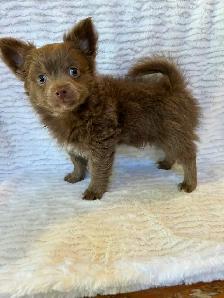 Adorable Male Chihuahua Puppy - Photo 3