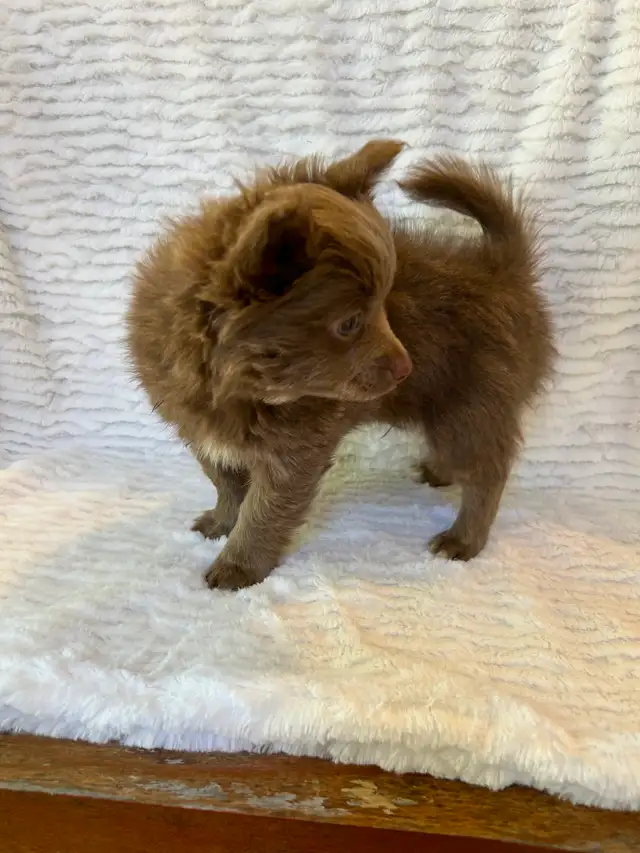 Adorable Male Chihuahua Puppy - Photo 4