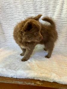 Adorable Male Chihuahua Puppy - Photo 4