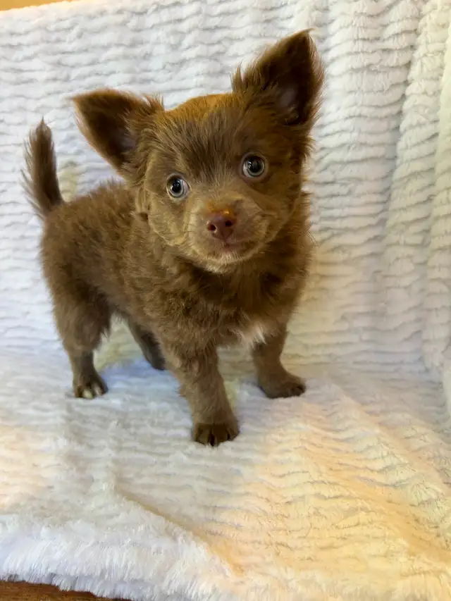 Adorable Male Chihuahua Puppy - Photo 5