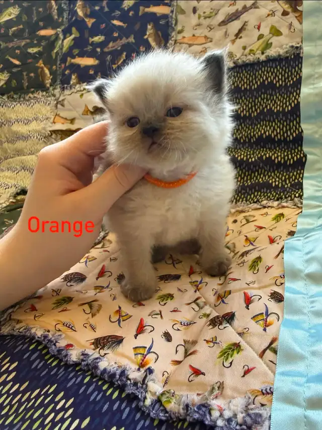 Beautiful Himalayan kittens