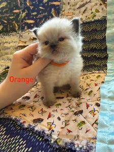 Beautiful Himalayan kittens