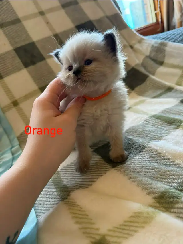 Beautiful Himalayan kittens - Photo 2