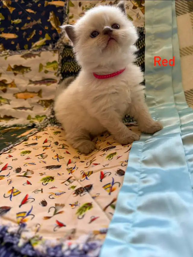 Beautiful Himalayan kittens - Photo 3