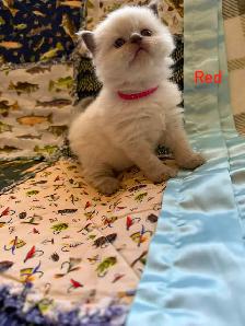 Beautiful Himalayan kittens - Photo 3