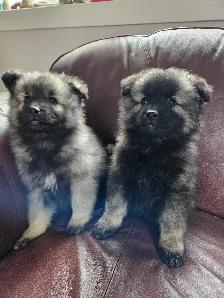 Keeshond Puppies