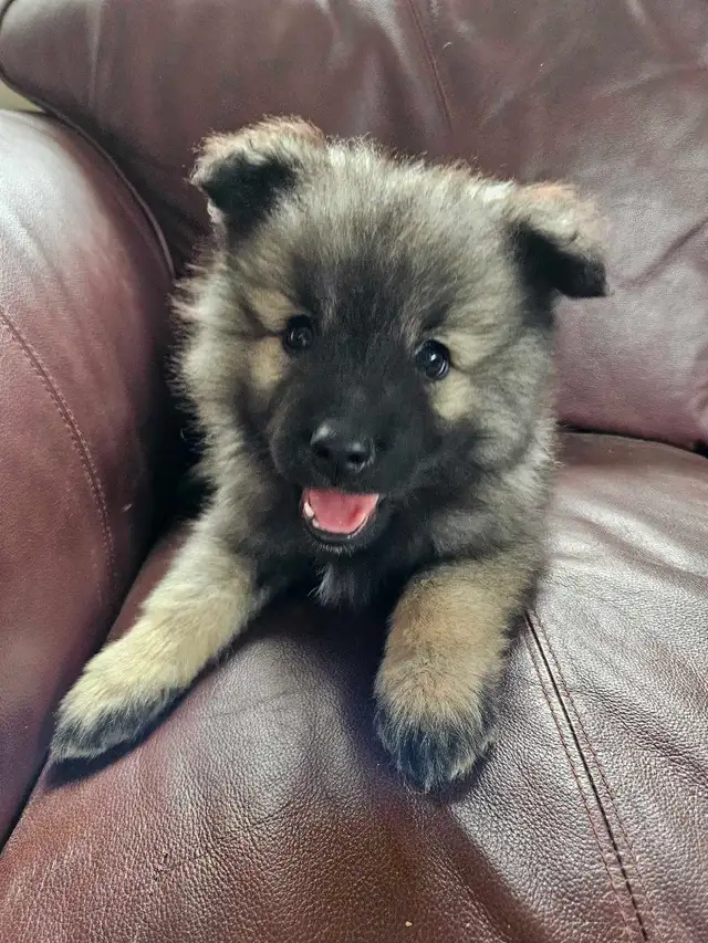 Keeshond Puppies - Photo 2