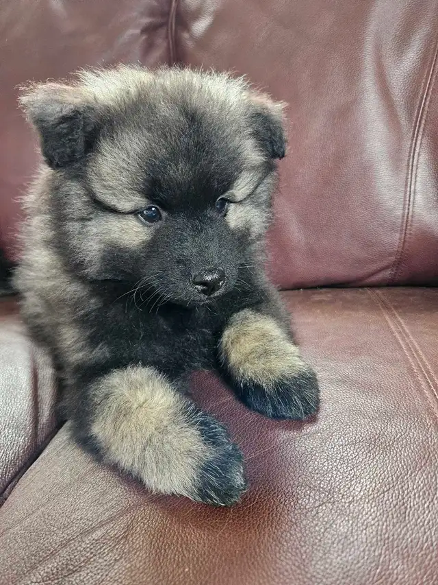 Keeshond Puppies - Photo 3