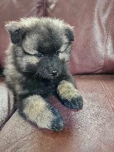 Keeshond Puppies - Photo 3