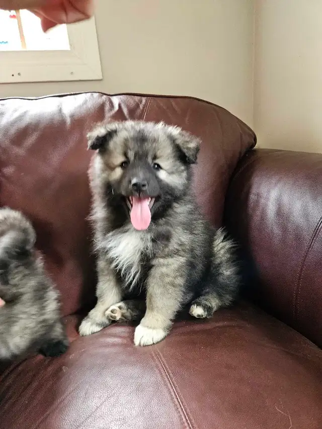 Keeshond Puppies - Photo 4