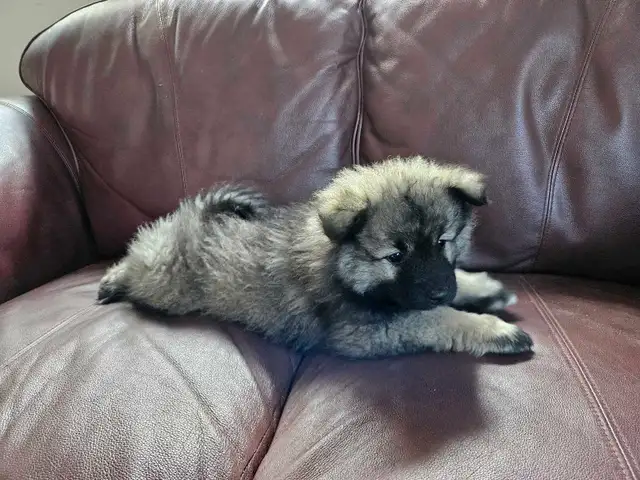Keeshond Puppies - Photo 5