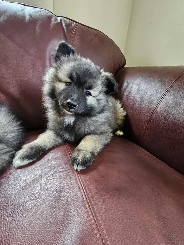 Keeshond Puppies - Photo 6