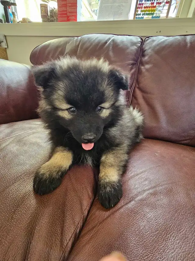 Keeshond Puppies - Photo 7
