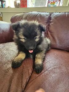 Keeshond Puppies - Photo 7