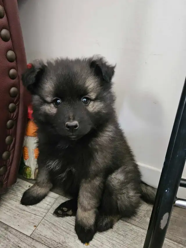 Keeshond Puppies - Photo 8
