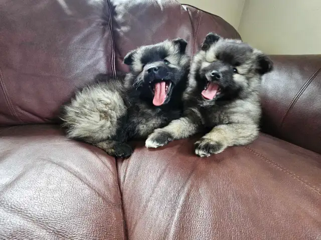 Keeshond Puppies - Photo 9