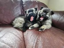 Keeshond Puppies - Photo 9