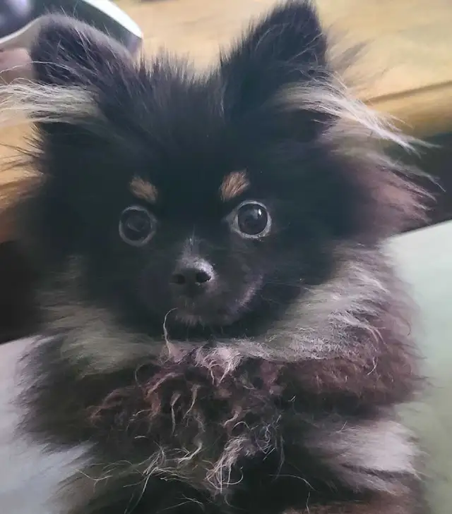 PB Teenie Male Pomeranian