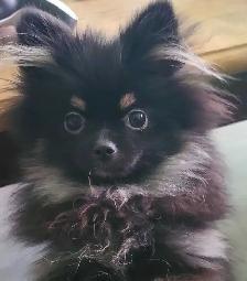 PB Teenie Male Pomeranian
