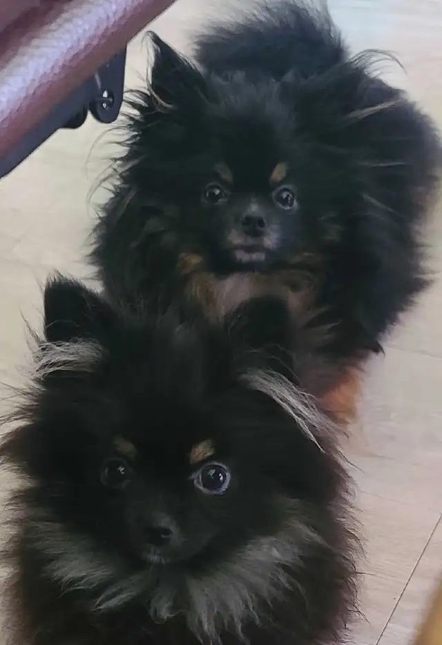 PB Teenie Male Pomeranian - Photo 2