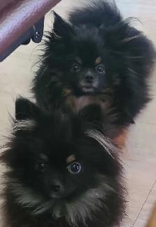 PB Teenie Male Pomeranian - Photo 2