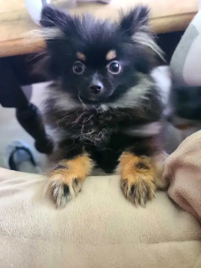 PB Teenie Male Pomeranian - Photo 3
