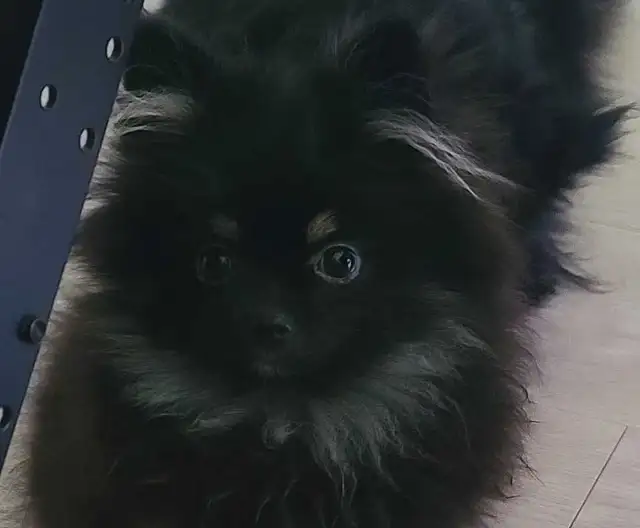 PB Teenie Male Pomeranian - Photo 4
