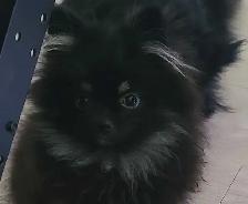 PB Teenie Male Pomeranian - Photo 4