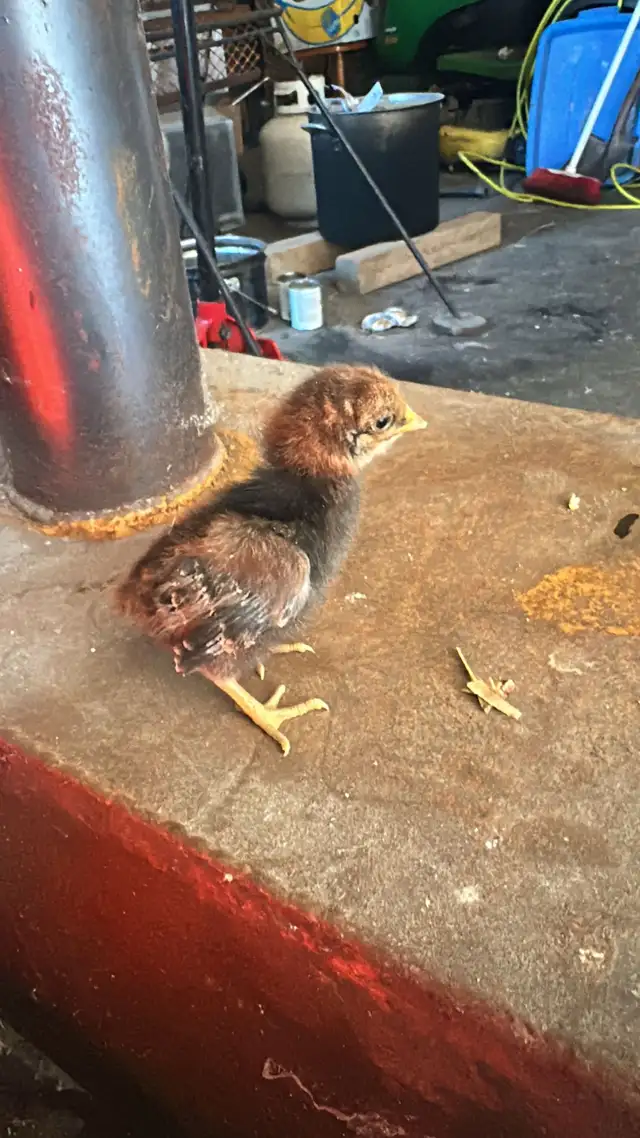 Baby Chicks (Chickens)