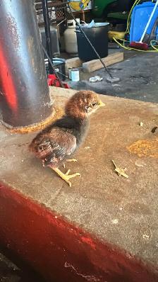 Baby Chicks (Chickens)