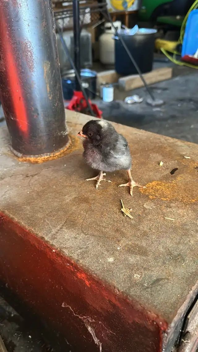 Baby Chicks (Chickens) - Photo 2