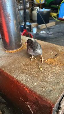 Baby Chicks (Chickens) - Photo 2